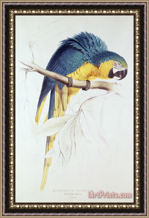Edward Lear Blue And Yellow Macaw Framed Print