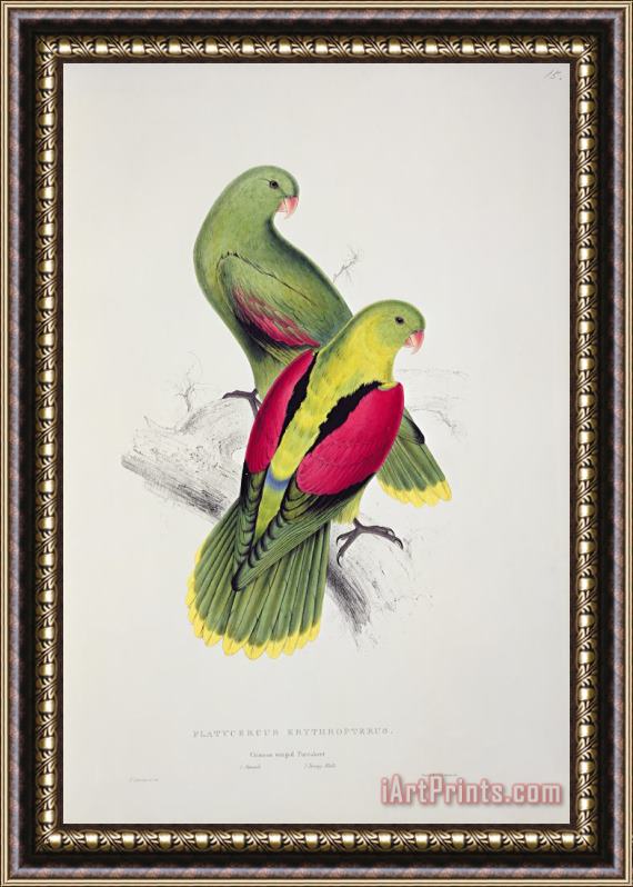 Edward Lear Crimson Winged Parakeet Framed Print