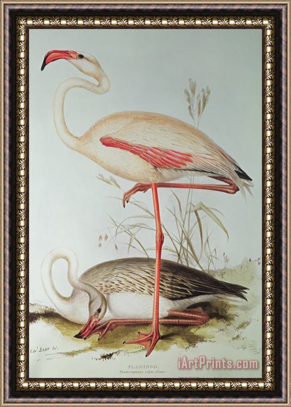 Edward Lear Flamingo Framed Painting