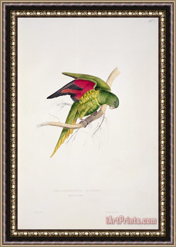 Edward Lear Matons Parakeet Framed Painting