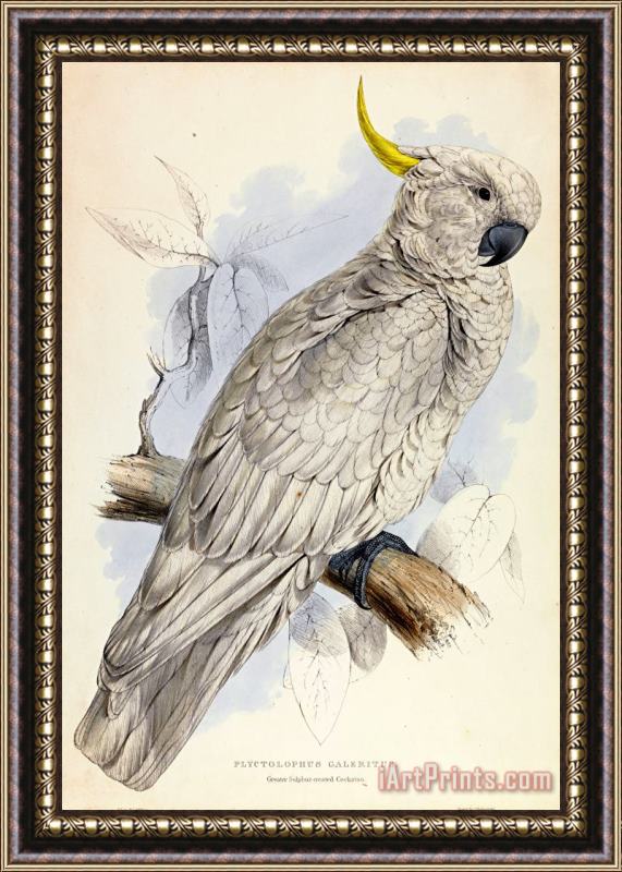 Edward Lear Plyctolophus Galeritus. Greater Sulphur Crested Cockatoo. Framed Print