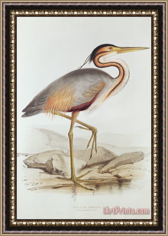 Edward Lear Purple Heron Framed Print
