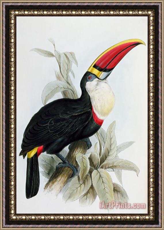 Edward Lear Red-billed Toucan Framed Painting