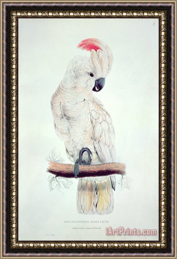 Edward Lear Salmon Crested Cockatoo Framed Print