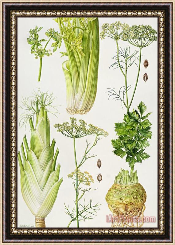 Elizabeth Rice Celery - Fennel - Dill and Celeriac Framed Painting