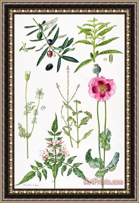  Elizabeth Rice Opium Poppy and other plants Framed Painting