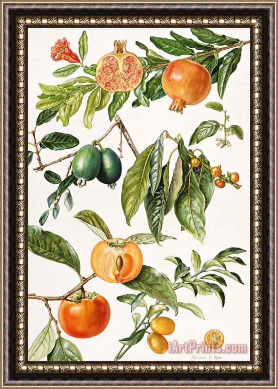 Elizabeth Rice Pomegranate and other fruit Framed Print