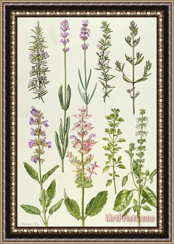 Elizabeth Rice Rosemary and other herbs Framed Painting
