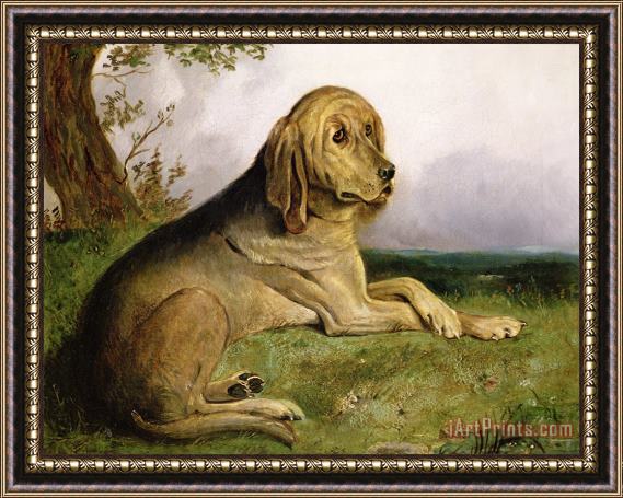 English school A Bloodhound in a Landscape Framed Print