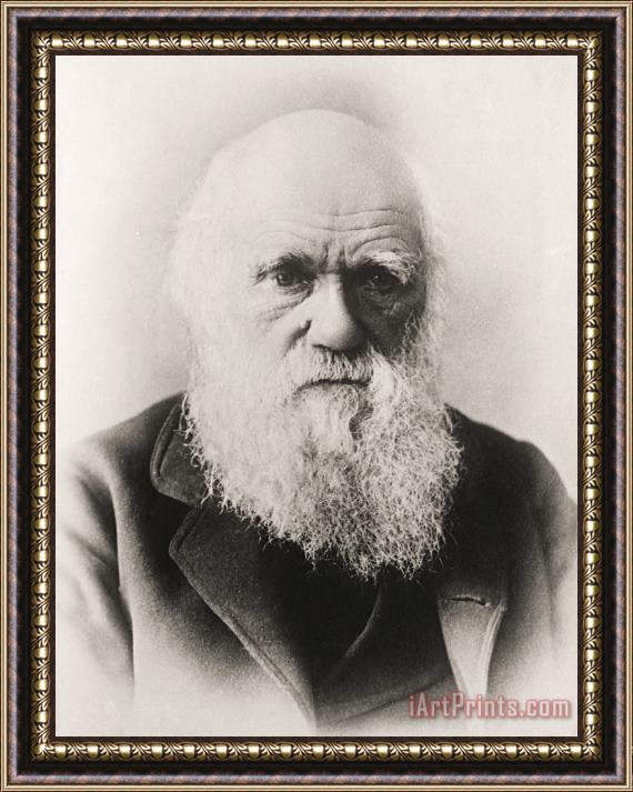 English School Charles Darwin Framed Print