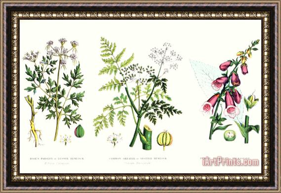 English School Common Poisonous Plants Framed Painting