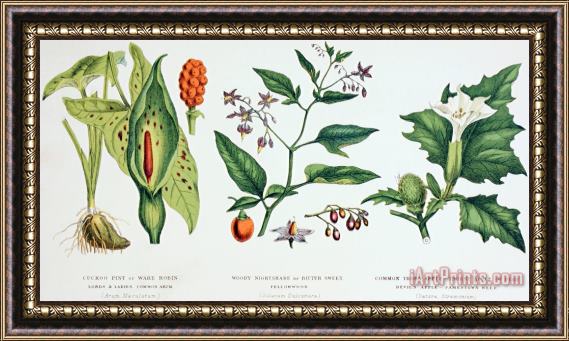English School Common Poisonous Plants Framed Print