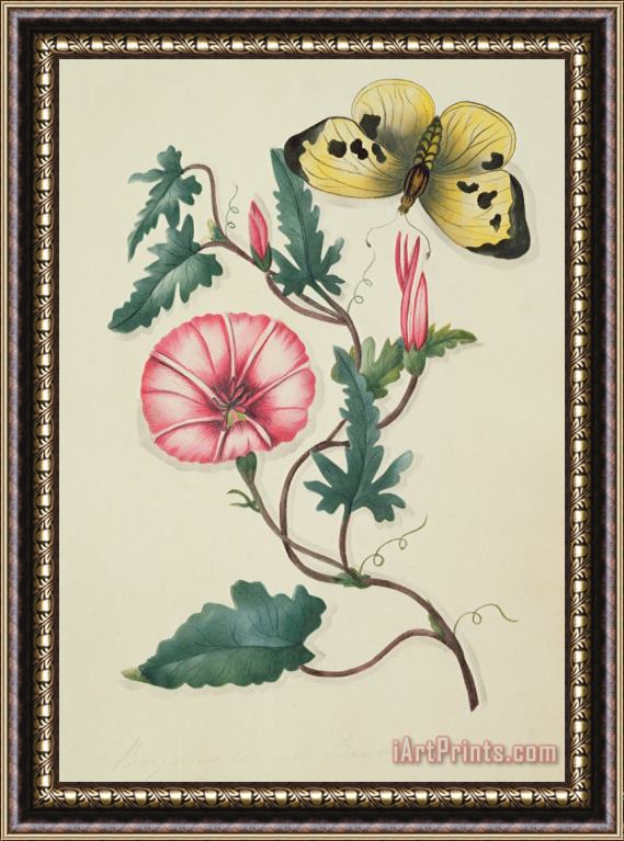 English School Convolvulus With Yellow Butterfly Framed Painting