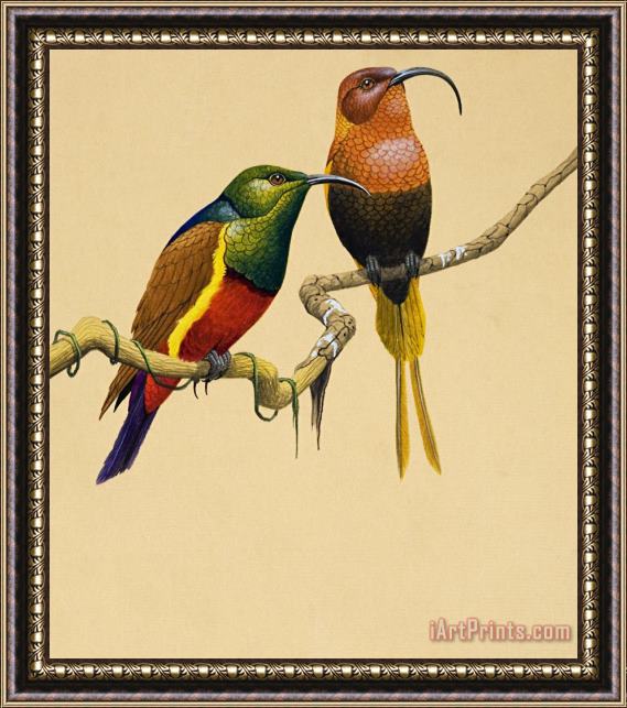 English School Sun Birds Framed Print