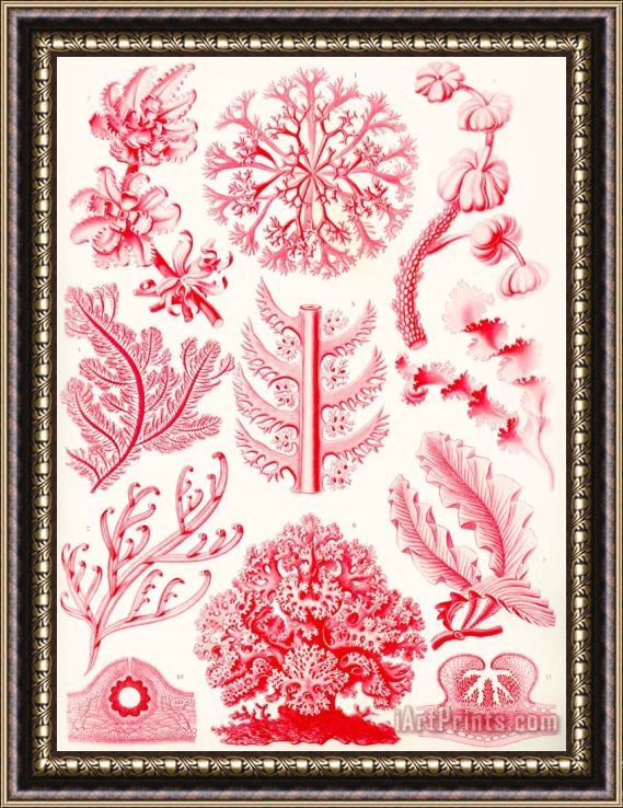 Ernst Haeckel Examples Of Florideae From Kunstformen Der Natur Framed Print