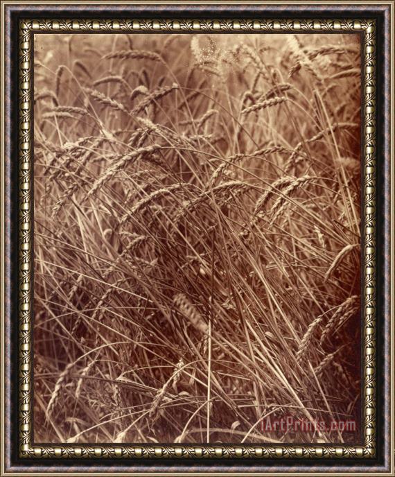 Eugene Atget Wheat Framed Print