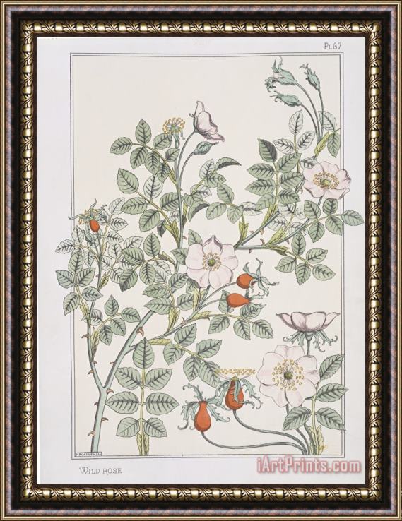 Eugene Grasset Botanical Diagram of Wild Rose Framed Print