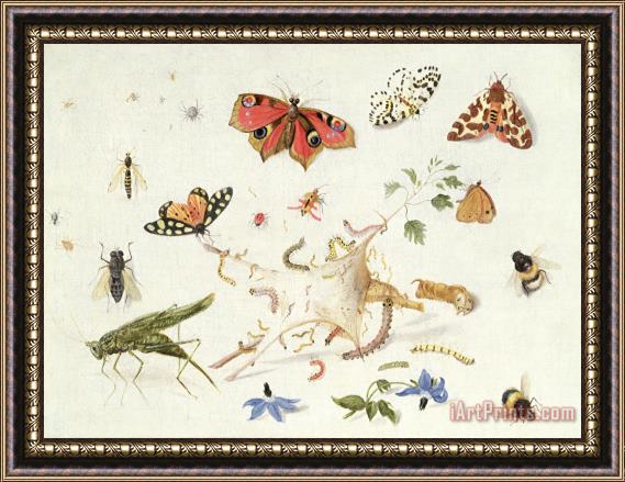 Ferdinand van Kessel Study Of Insects And Flowers Framed Painting
