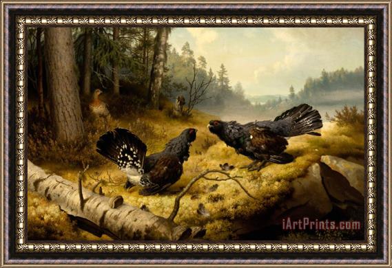 Ferdinand von Wright The Fighting Capercaillies Framed Print