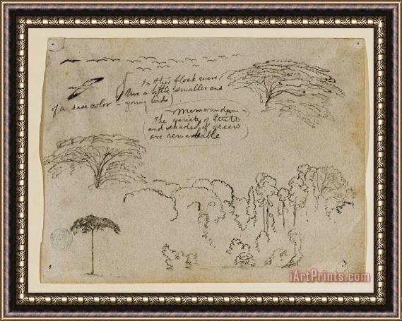 Frederic Edwin Church Sketches From South America, Probably From Colombia. Birds, Trees. As in 134. Framed Painting
