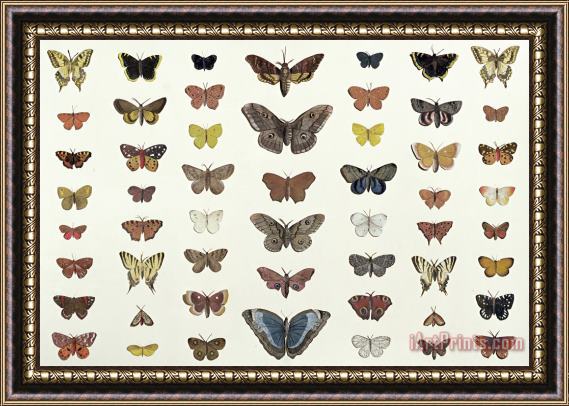 French School A Collage Of Butterflies And Moths Framed Painting
