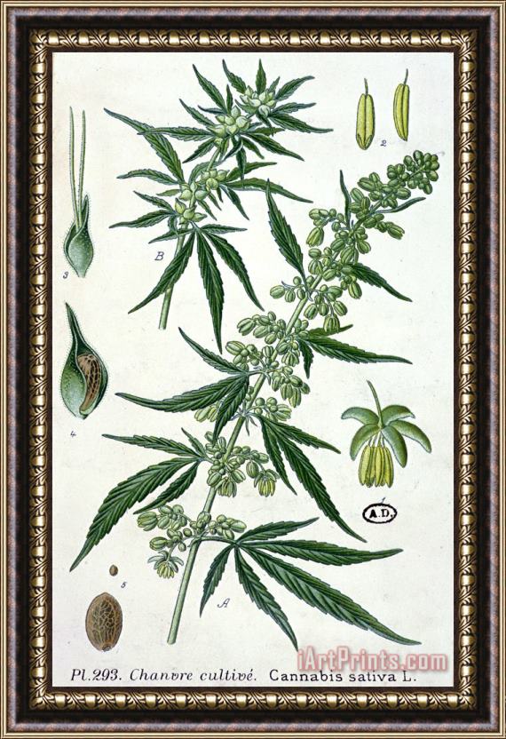 French School Cannabis Framed Painting