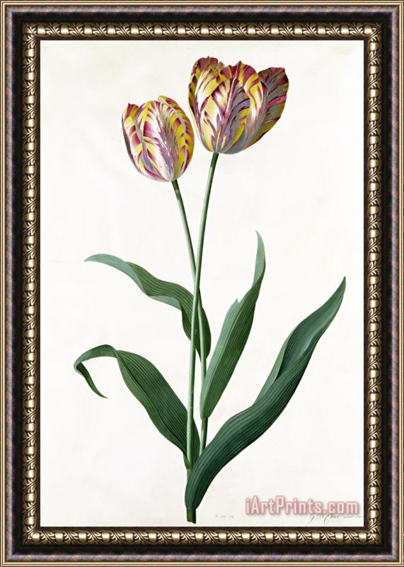 Georg Dionysius Ehret 5 Tulip Tulip Framed Print