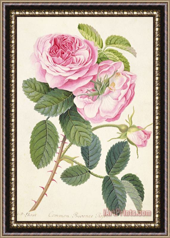 Georg Dionysius Ehret Common Provence Rose Framed Print