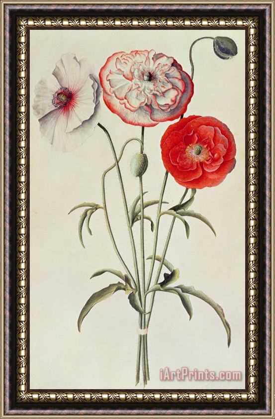 Georg Dionysius Ehret Poppies Corn Framed Print