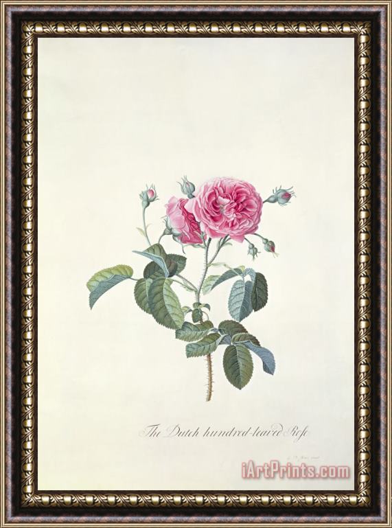 Georg Dionysius Ehret Rose Dutch hundred leaved Rose Framed Painting