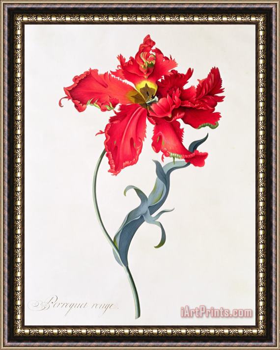 Georg Dionysius Ehret Tulip Perroquet Rouge Framed Painting