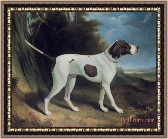 George Garrard Portrait of a liver and white pointer Framed Print