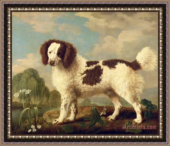 George Stubbs  Brown and White Norfolk or Water Spaniel Framed Painting