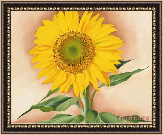 Georgia O'keeffe A Sunflower From Maggie Framed Painting