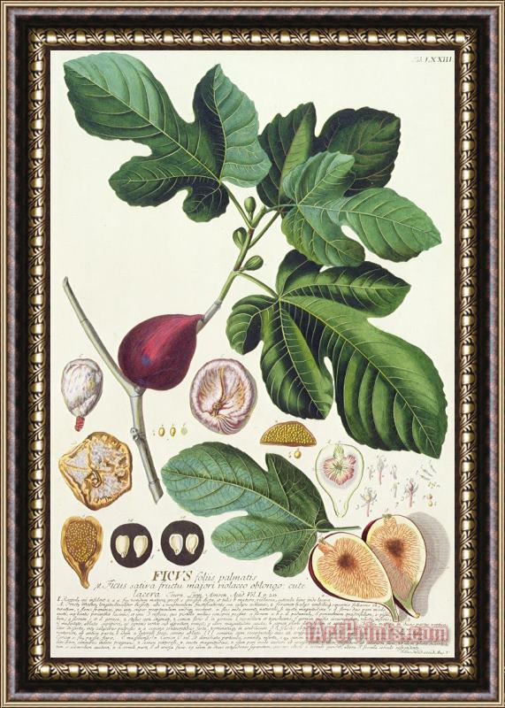 German School Fig Engraved By Johann Jakob Haid Framed Painting