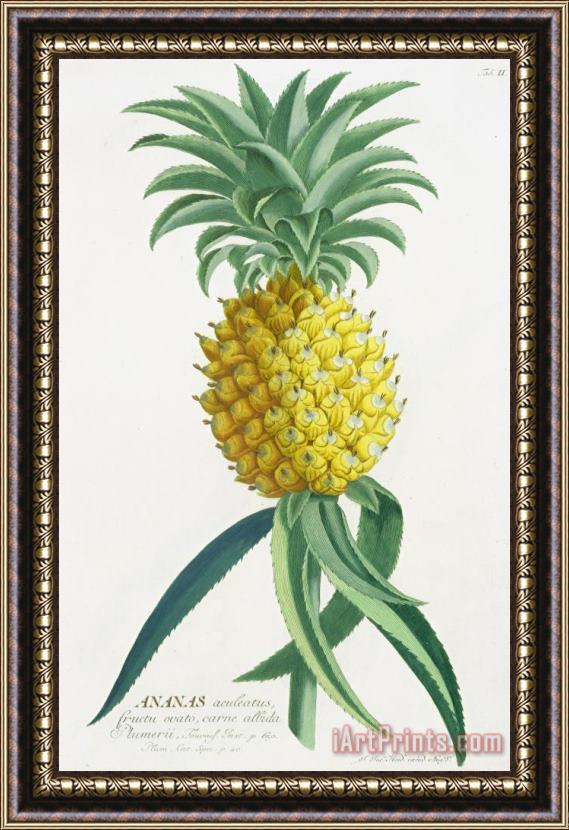 German School Pineapple Engraved By Johann Jakob Haid Framed Print