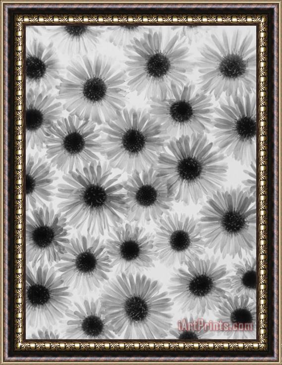 Graeme Harris Chrysanthemum Flowers Framed Print