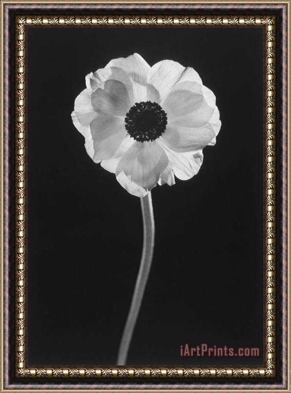Graeme Harris Flower Framed Painting