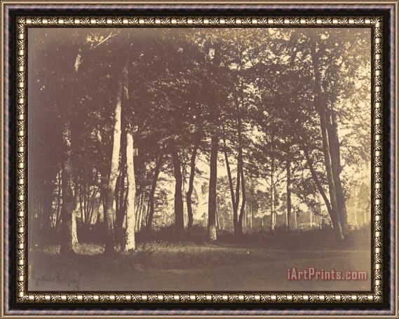 Gustave Le Gray Study of Trees And Pathways Framed Painting