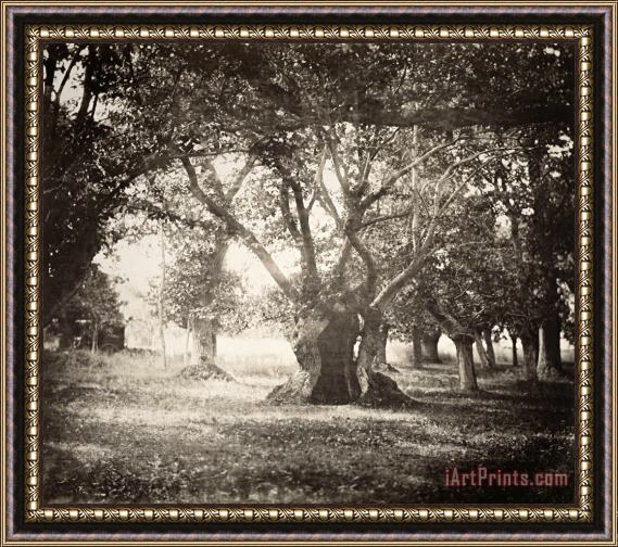 Gustave Le Gray Tree, Forest of Fontainebleau Framed Print