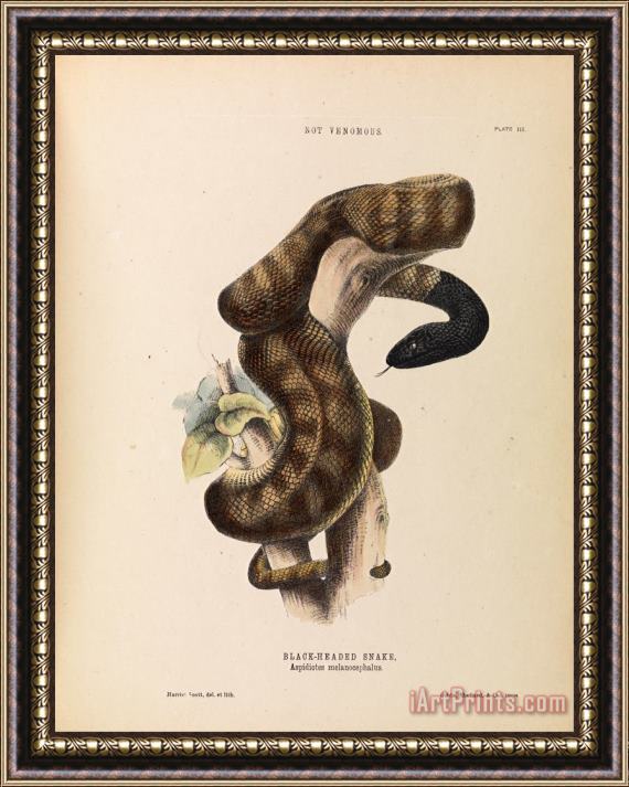 Harriet Scott Black Headed Snake, Aspidiotes Melanocephalus Framed Print
