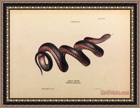 Helena Forde Black Snake, Pseudechis Porphyriacus Framed Painting