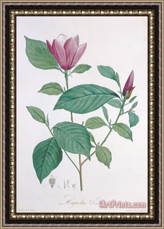 Henri Joseph Redoute Magnolia Discolor Engraved By Legrand Framed Painting