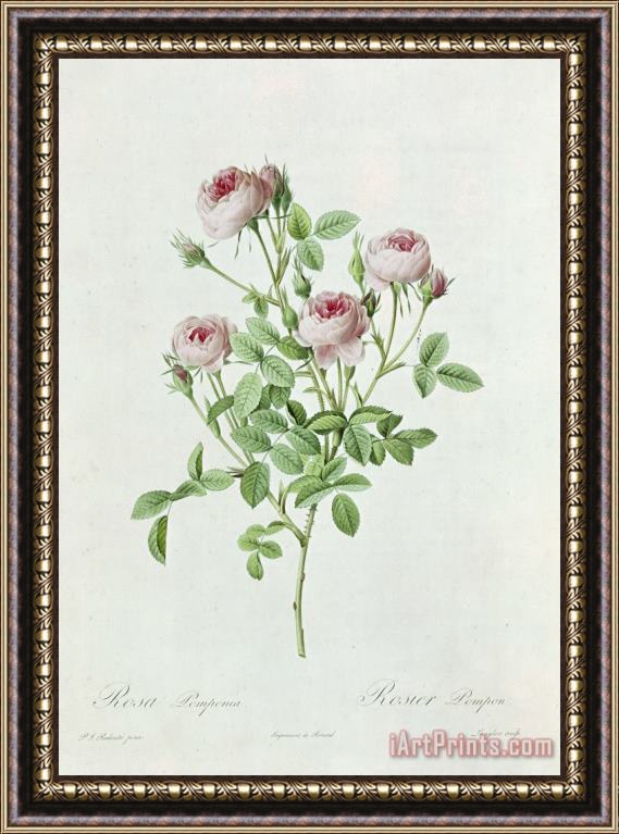 Henri Joseph Redoute Rosa Pomponia Framed Painting