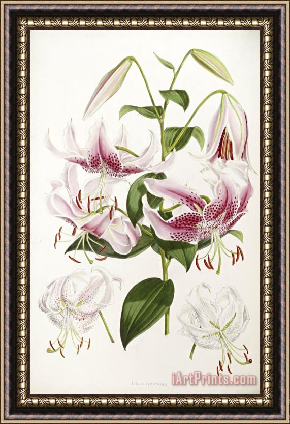 Henry John Elwes A Monograph of The Genus Lilium Framed Painting