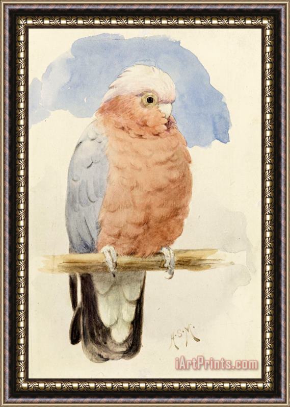 Henry Stacey Marks A Rose Breasted Cockatoo Framed Print
