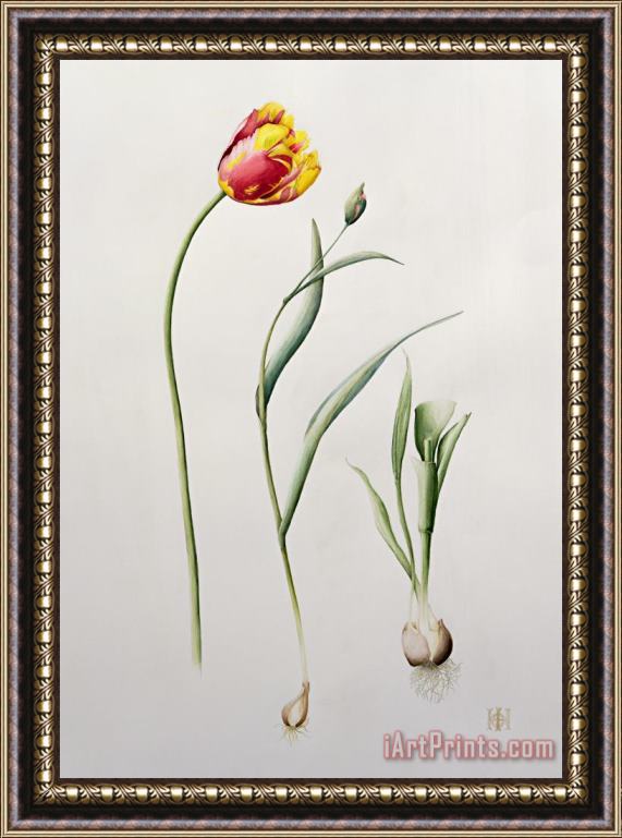Iona Hordern Parrot Tulip Framed Painting