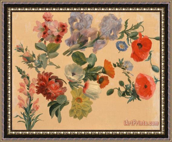 Jacques-Laurent Agasse Studies of Summer Flowers Framed Print