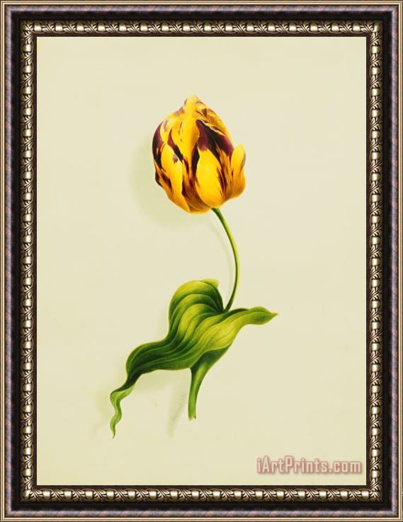 James Holland A Parrot Tulip Framed Painting