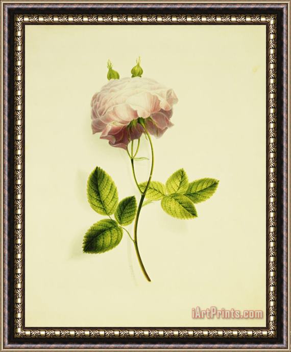James Holland A Pink Rose Framed Print